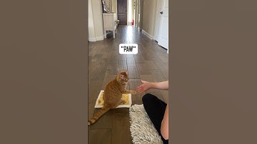 Clicker Training with a Puppy Cat #cattraining #clickertraining