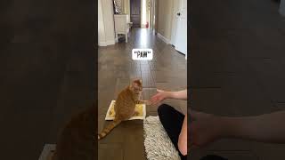 Clicker Training with a Puppy Cat #cattraining #clickertraining
