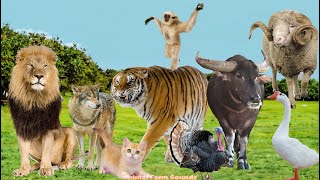 Farm Animal Sounds: Buffalo, Duck, Cat, Ostrich, Sheep, Monkey, Tiger  Animal Videos