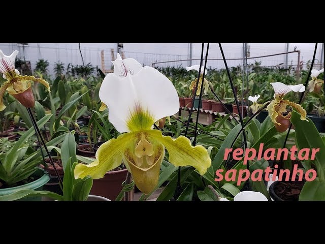 Como replantar Orquídea Sapatinho(Paphiopedilum) Teresinha Kunz - thptnganamst.edu.vn