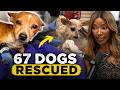 67 DOGS RESCUED From Florida Dumping Case