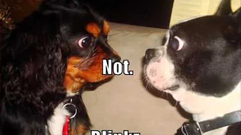 Diana's Grove Funny Dog Video