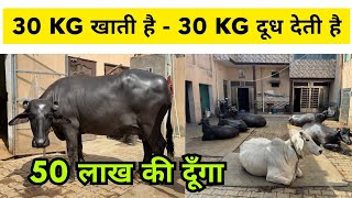 50 लाख से उपर की दूँगा - 30 KG Feed खाती है - 30 KG दूध देती है - आम पशुपालक का खास डेरी फार्म
