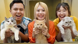 Kenalin Kucing Baru Pam Pam Ke Boo Dan Ciku Kucing Gak Nyangka Reaksinya Gini