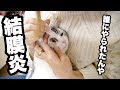 猫ちゃん目薬を頑張ったのでご褒美に・・・(結膜炎) #山田猫 #猫まみれ