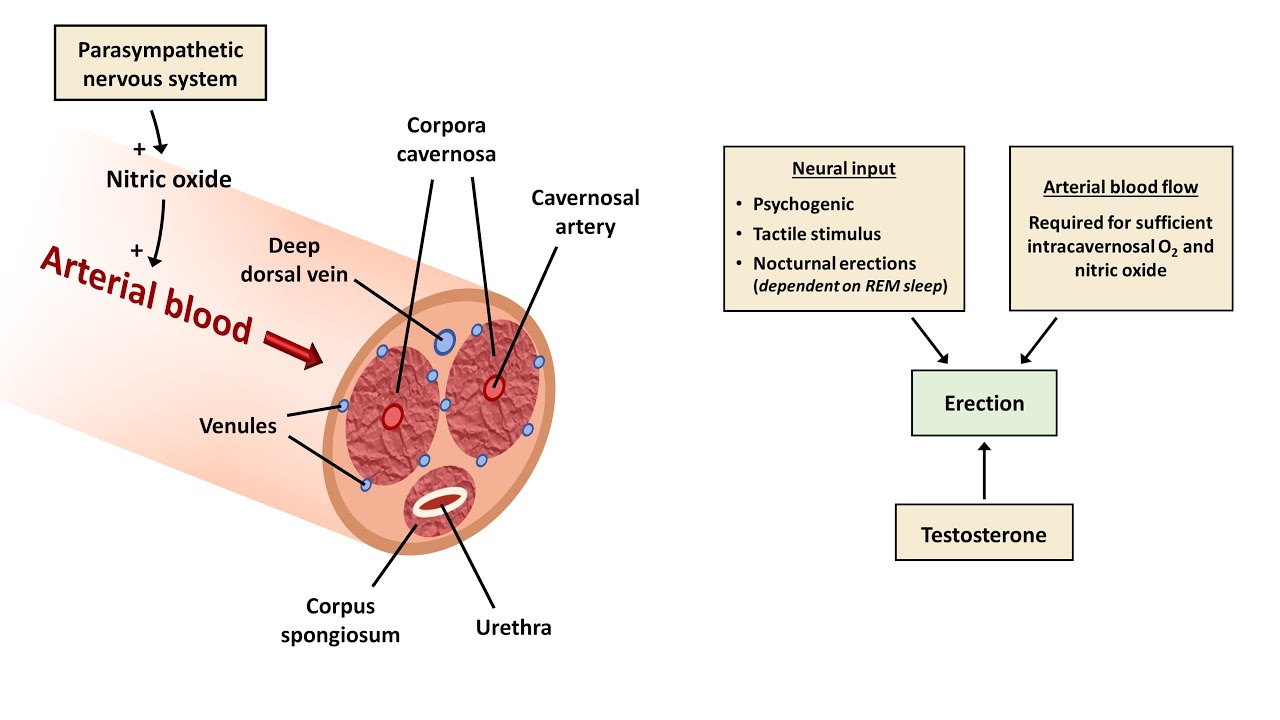 Nitric oxide and erectile dysfunction