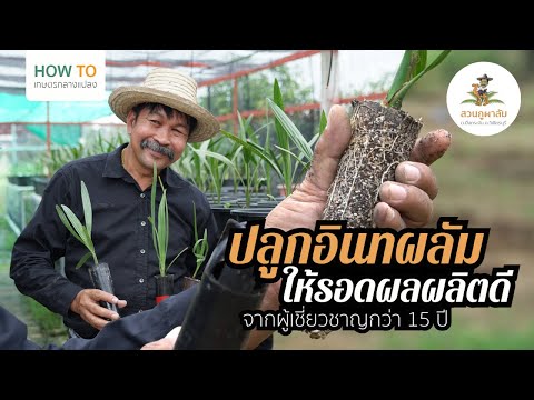 How To Kasetkangplang l EP.03 ปลูกอินทผลัมยังไงให้รอดแถมยังได้ผลผลิตดี