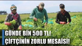 Günde Bin 500 TL Kazanıyorlar! Çiftçinin Zorlu Mesaisi! / AGRO TV HABER