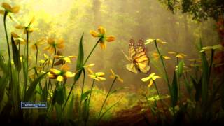 Butterfly Waltz - Brian Crain & Rita Chepurchenko (Emotional video) chords