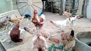 Dicas Criação Galinha Caipirafundo De Quintal