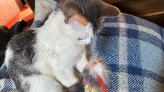 Pippi the Level 30 Assassin Makes Her Nemesis Toy Mouse On A Stick SCREAM For Its Life 😱 by Zepippi 1,267 views 2 weeks ago 50 seconds