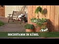 Hochstamm Zypresse im Kübel - Ein Vogel Paradies im Hauseingang