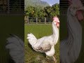 CHICKEN!!! - Jurassic World Evolution 2