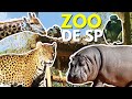 2020 Zoológico de São Paulo - DICAS DE PASSEIO - Um vídeo de passeio cheio de surpresas e animais