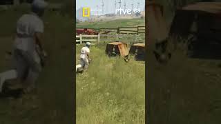 rtve.es with National Geographic: chicken #birds #animals #chicken