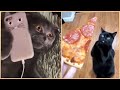 Funny Cats will make you LAUGH YOUR HEAD OFF 🤣 - Funny Cat Videos Compilation Cute Cats Cafa Land#3