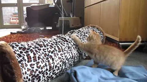 Jerry explores his new home