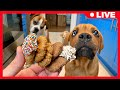 DIY Dog Cookies 🐶🍪