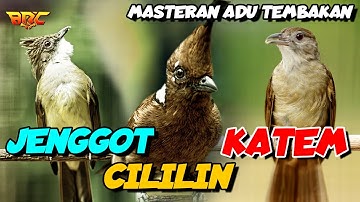 MASTERAN CILILIN - KAPAS TEMBAK - CUCAK JENGGOT