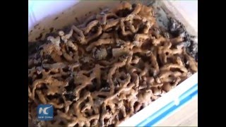 2,000-year-old medicinal fungus found in E China ancient tomb