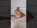 #Asmr 🐰