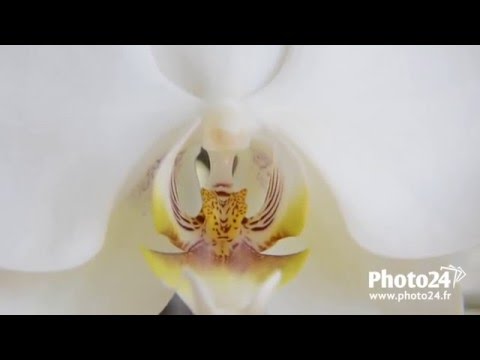 La magie des filtres close-up (Macrophotographie)