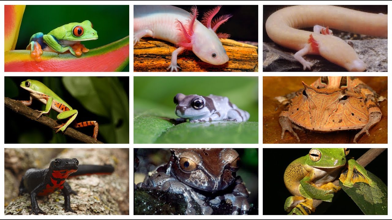 10 Anfibios mas hermosos del mundo CUARTO DE REPTILES - YouTube