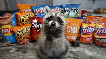 Raccoon Tries Most Popular Chips to see Which Chip is the Best