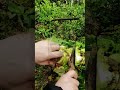 Satisfying Kohlrabi Peeling: The Ultimate Garden Fresh Prep! 🥬🔪 #farmoratv #nature #asmr