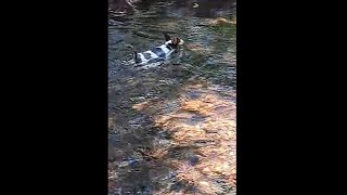 2968. Overcoming swimming trepidation brave young Eps rainforest creek 13 Oct 2023 AK