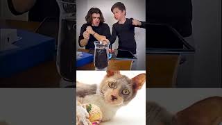 KITT CAT