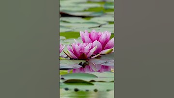 سبحان الله و بحمده سبحان الله العظيم . سورة يوسف، القارئ سلمان عبيد المطيري.#قران_كريم #قرآن #quran