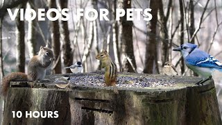 Red Squirrels, Woodpeckers, and More in a Canadian Forest  10 Hour Cat TV for Pets  Dec 08, 2023