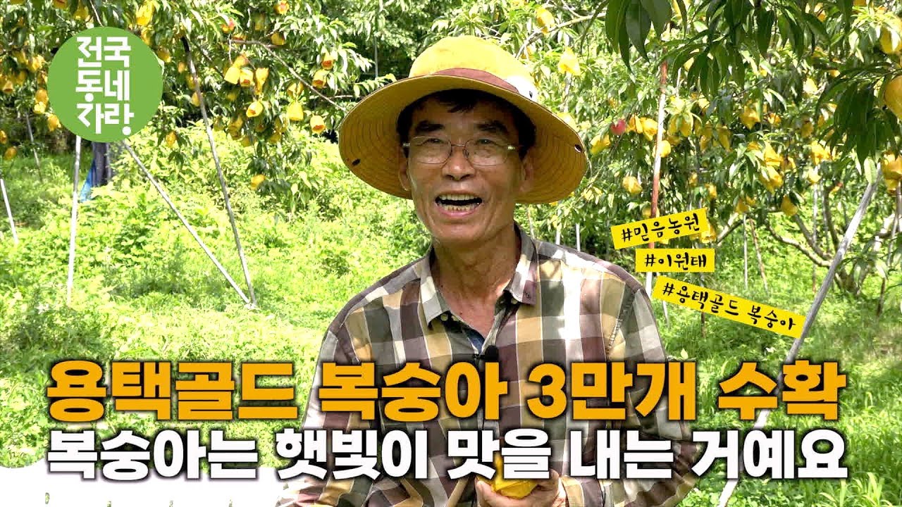 [전국동네자랑 #77] 한 그루에 복숭아 600개 #용택골드 #복숭아 #이원태 #믿음농원