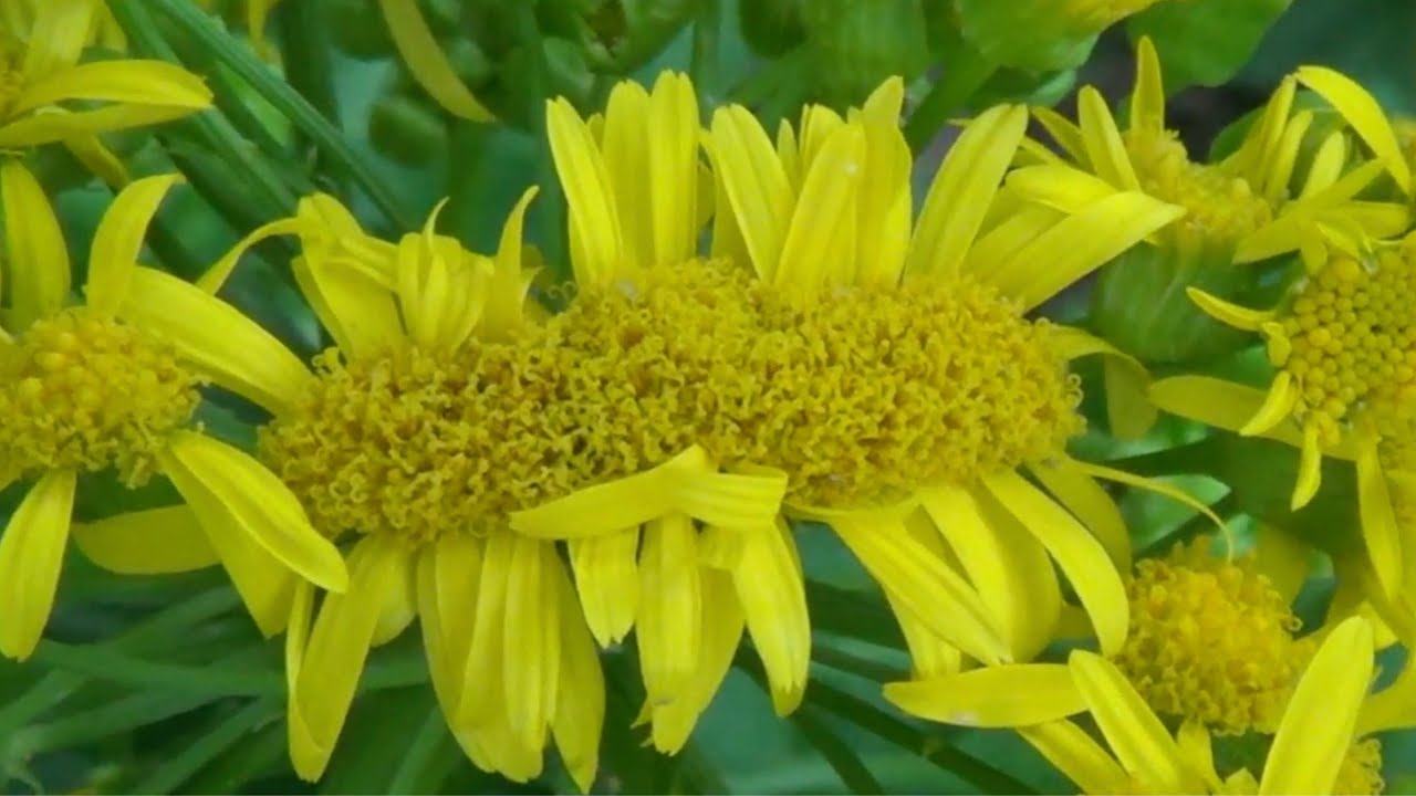 Mutant Fasciated Flower And Stem Butterweed 5-1-2017 | The Mutant Botanical Garden