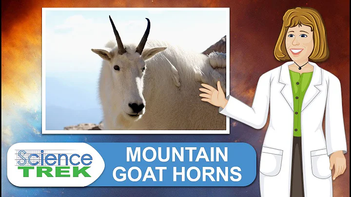 Mountain Goats: Mountain Goat Horns | Science Trek