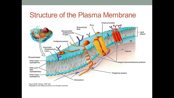 PLASMA MEMEBRANE BY GERARD J TORTORA PART 1