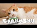 【好味小姐】蛋捲身體狀況說明