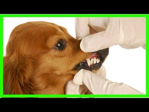 Video: Vergrößertes Zahnfleisch Bei Hunden - Diagnose Von Vergrößertem Zahnfleisch Bei Hunden