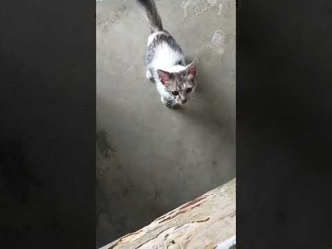 Video: Ringorm i katte