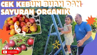 CEK KEBUN BUAH-BUAHAN DAN SAYUR || RUMAH SUDAH MULAI DIRENOVASI