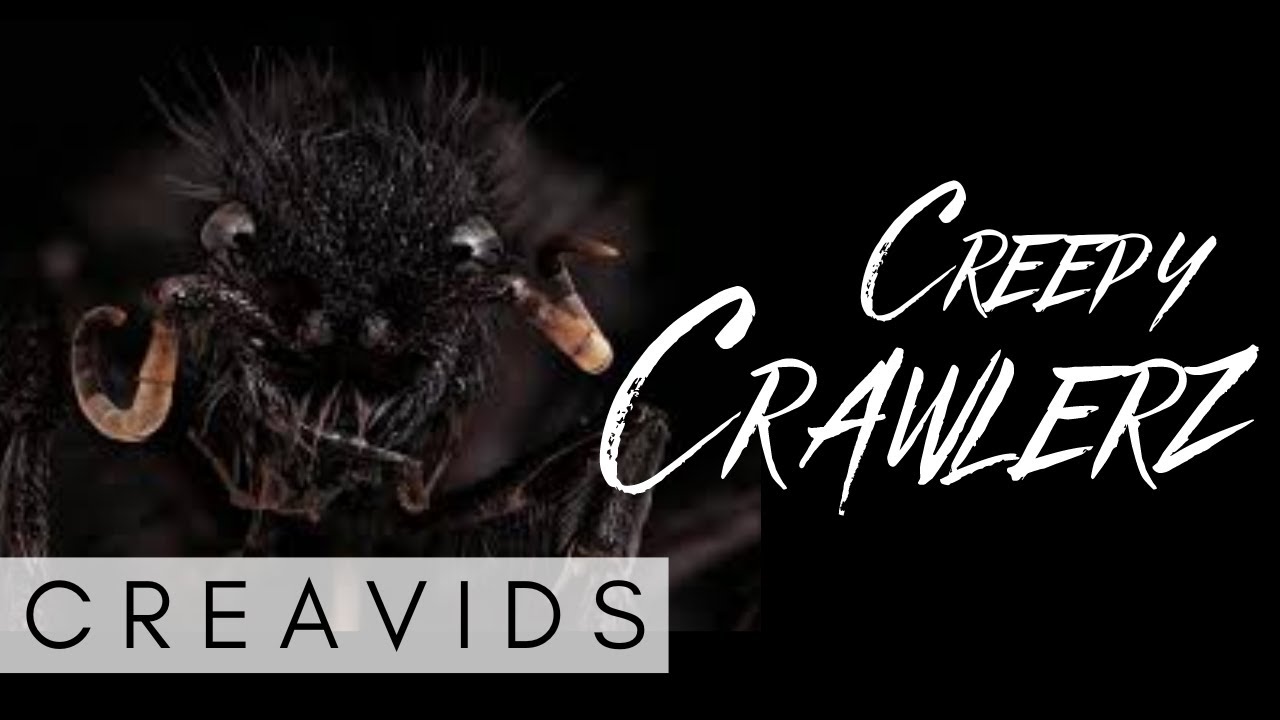 The Creepy Crawley Showcase The Rivalry Of All Arachnophobias Creepy the-creepy-crawley-showcase-the-rivalry-of-all-arachnophobias-creepy
