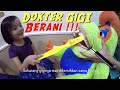 Lifia Niala Berani Periksa ke Dokter Gigi - Kidz Dental Care & Ortodontic