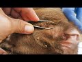 Removing Ticks From Poor Dog's body and Ear - Bad Ticks Removing From Dog Who Live In Village