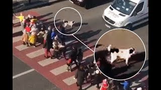 Dog crossing guard helps tots walk across the street (Video) Any Time News