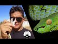 Víbora-verde no DESCARTE e a importância do Rei das Serpentes | Biólogo Henrique