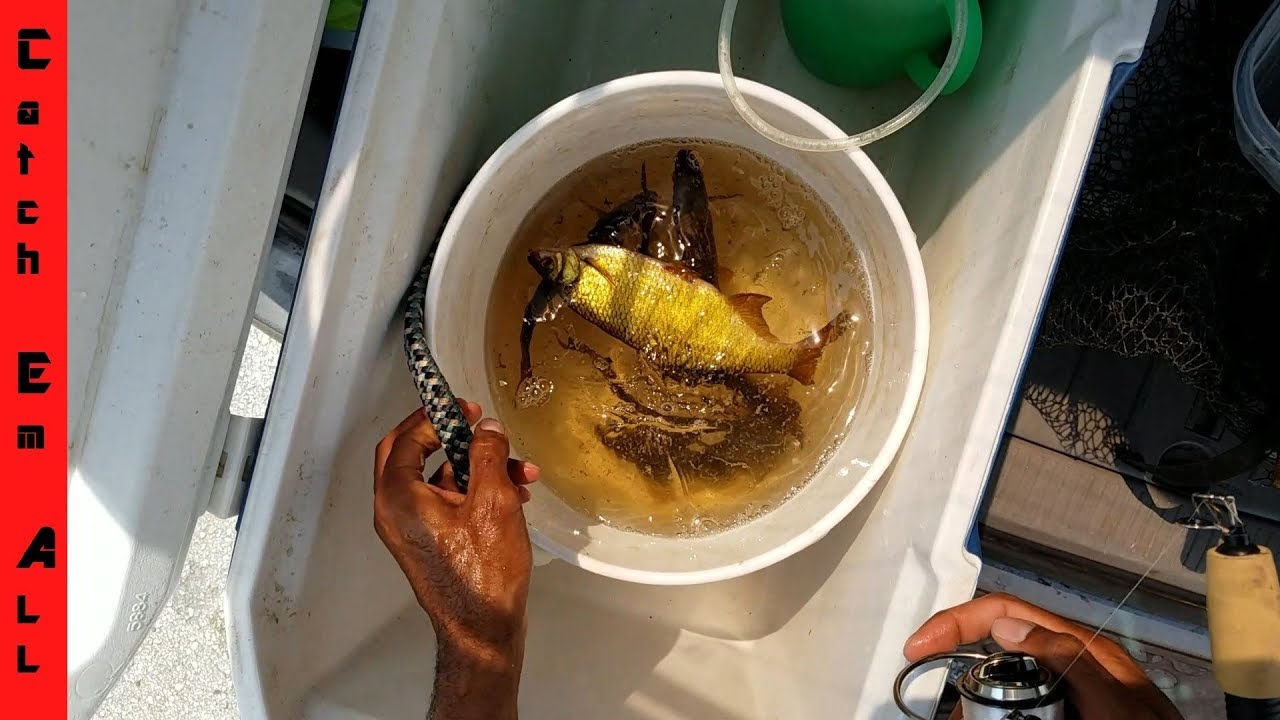 CATCHING GIANT GOLDEN FISH ON 2LB TEST from WILD! and stealing them home!