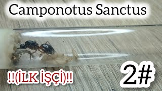 Camponotus Sanctusta İlk İşçi Çıktı Bakım Rehberi