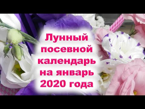 Лунный посевной календарь на январь 2020 года. Самые лучшие дни января для посева семян на рассаду