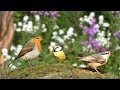 Bird Sounds for Cats : Beautiful Birds in The Flower Garden